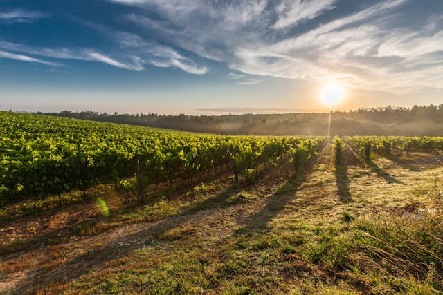 La Rivoluzione Digitale nel Settore Vinicolo Veneto: Come Trasformare la Tradizione con la Tecnologia